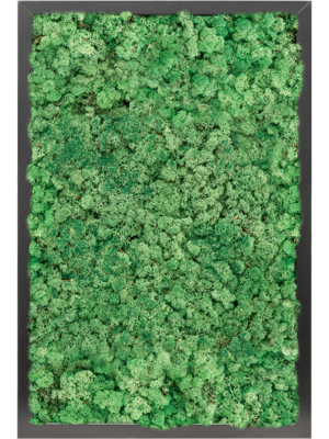 MDF RAL 9005 Satin Gloss 100% Reindeer moss (Grass Green)