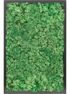 MDF RAL 9005 Satin Gloss 100% Reindeer moss (Grass Green)