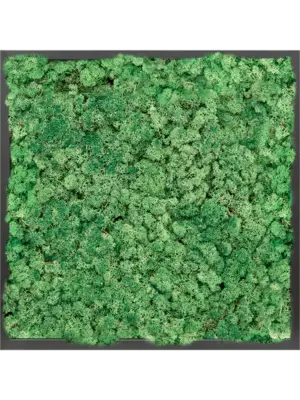 MDF RAL 9005 Satin Gloss 100% Reindeer moss (Grass Green)