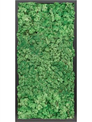 MDF RAL 9005 Satin Gloss 100% Reindeer moss (Grass Green)
