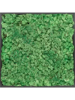 MDF RAL 9005 Satin Gloss 100% Reindeer moss (Grass Green)