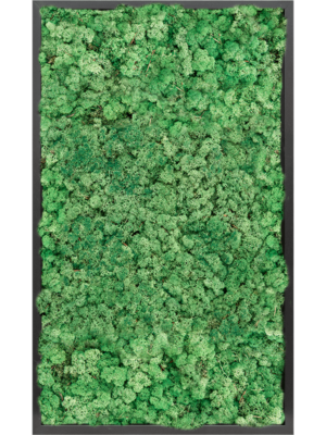 MDF RAL 9005 Satin Gloss 100% Reindeer moss (Grass Green)