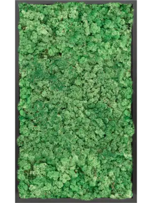 MDF RAL 9005 Satin Gloss 100% Reindeer moss (Grass Green)