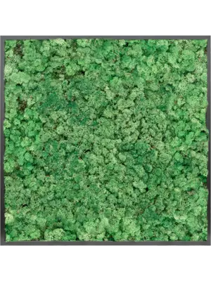 MDF RAL 9005 Satin Gloss 100% Reindeer moss (Grass Green)