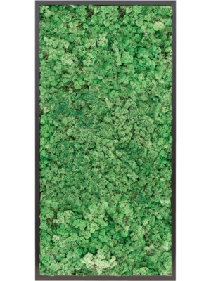 MDF RAL 9005 Satin Gloss 100% Reindeer moss (Grass Green)