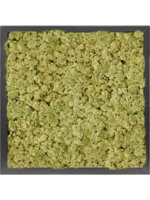 MDF RAL 9005 Satin Gloss 100% Reindeer moss (Old Green)