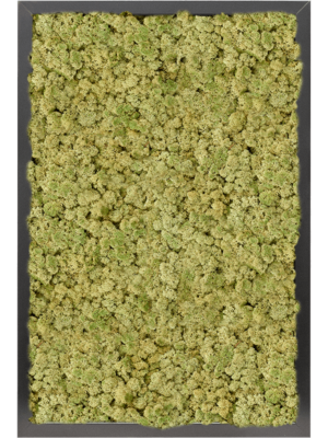 MDF RAL 9005 Satin Gloss 100% Reindeer moss (Old Green)