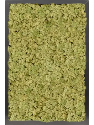 MDF RAL 9005 Satin Gloss 100% Reindeer moss (Old Green)