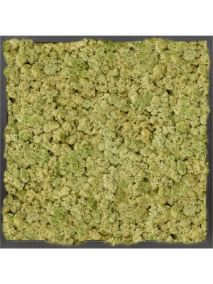 MDF RAL 9005 Satin Gloss 100% Reindeer moss (Old Green)