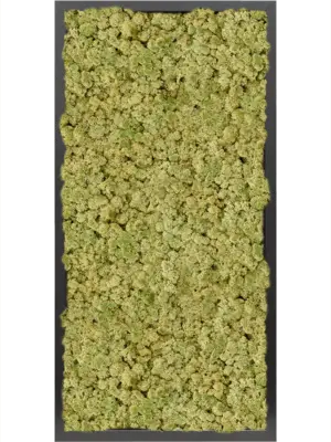 MDF RAL 9005 Satin Gloss 100% Reindeer moss (Old Green)