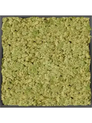 MDF RAL 9005 Satin Gloss 100% Reindeer moss (Old Green)