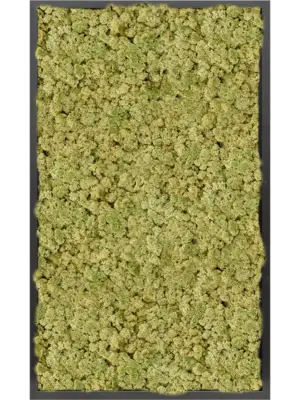 MDF RAL 9005 Satin Gloss 100% Reindeer moss (Old Green)
