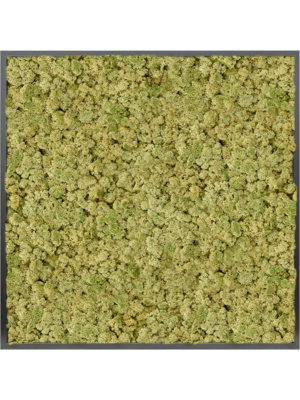 MDF RAL 9005 Satin Gloss 100% Reindeer moss (Old Green)