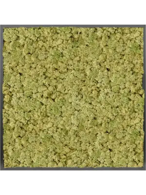 MDF RAL 9005 Satin Gloss 100% Reindeer moss (Old Green)