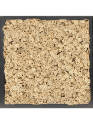MDF RAL 9005 Satin Gloss 100% Reindeer moss (Natural)
