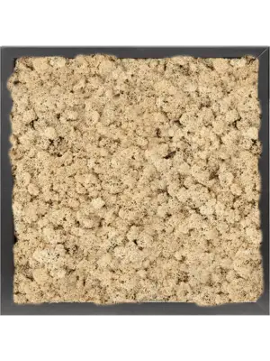 MDF RAL 9005 Satin Gloss 100% Reindeer moss (Natural)