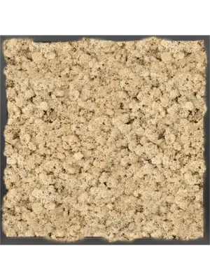 MDF RAL 9005 Satin Gloss 100% Reindeer moss (Natural)