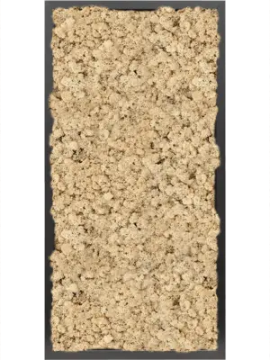 MDF RAL 9005 Satin Gloss 100% Reindeer moss (Natural)