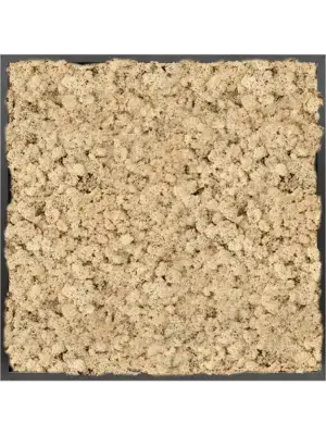 MDF RAL 9005 Satin Gloss 100% Reindeer moss (Natural)