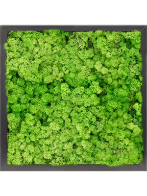 MDF RAL 9005 Satin Gloss 100% Reindeer moss (Light Grass Green)
