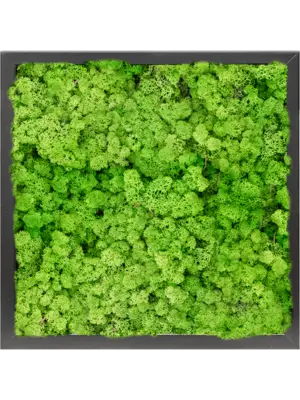 MDF RAL 9005 Satin Gloss 100% Reindeer moss (Light Grass Green)