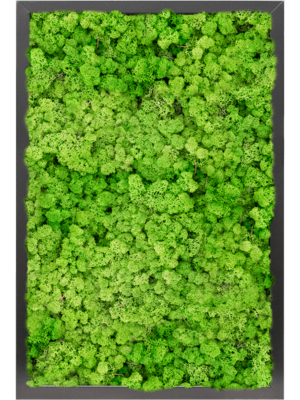 MDF RAL 9005 Satin Gloss 100% Reindeer moss (Light Grass Green)
