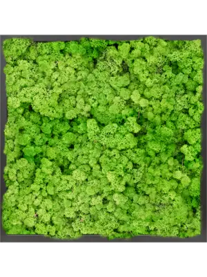 MDF RAL 9005 Satin Gloss 100% Reindeer moss (Light Grass Green)