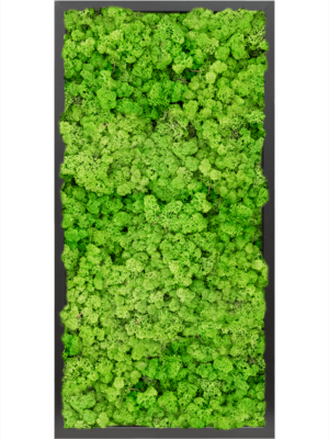 MDF RAL 9005 Satin Gloss 100% Reindeer moss (Light Grass Green)