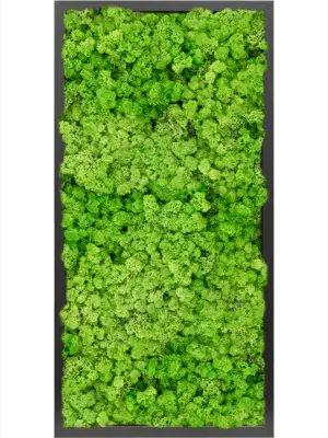 MDF RAL 9005 Satin Gloss 100% Reindeer moss (Light Grass Green)