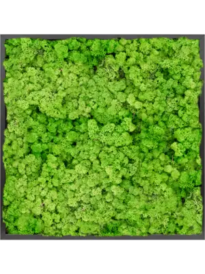 MDF RAL 9005 Satin Gloss 100% Reindeer moss (Light Grass Green)