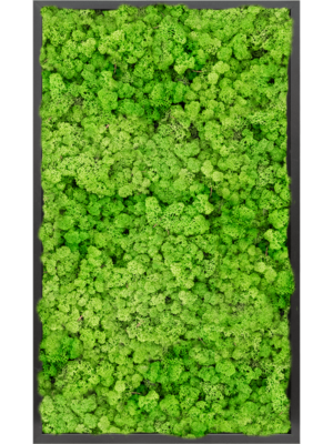 MDF RAL 9005 Satin Gloss 100% Reindeer moss (Light Grass Green)