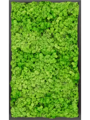 MDF RAL 9005 Satin Gloss 100% Reindeer moss (Light Grass Green)