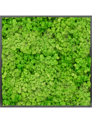 MDF RAL 9005 Satin Gloss 100% Reindeer moss (Light Grass Green)