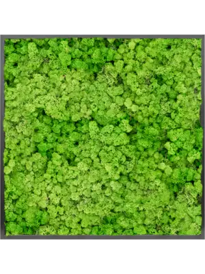 MDF RAL 9005 Satin Gloss 100% Reindeer moss (Light Grass Green)