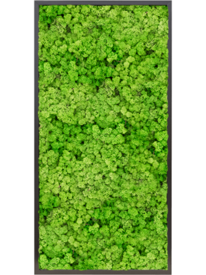 MDF RAL 9005 Satin Gloss 100% Reindeer moss (Light Grass Green)