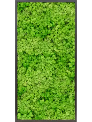 MDF RAL 9005 Satin Gloss 100% Reindeer moss (Light Grass Green)