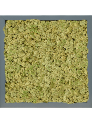MDF RAL 7016 Satin Gloss 100% Reindeer (OldGreen)