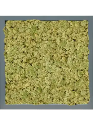 MDF RAL 7016 Satin Gloss 100% Reindeer (OldGreen)