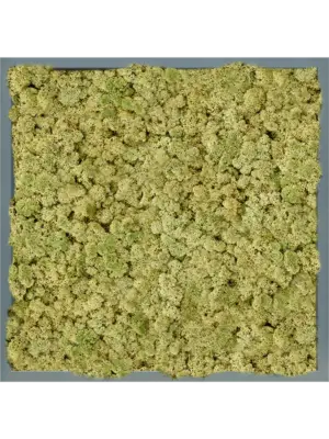 MDF RAL 7016 Satin Gloss 100% Reindeer (OldGreen)