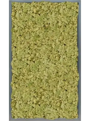 MDF RAL 7016 Satin Gloss 100% Reindeer (OldGreen)