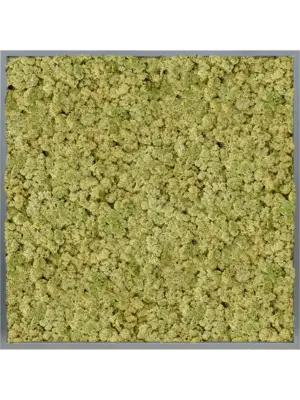 MDF RAL 7016 Satin Gloss 100% Reindeer (OldGreen)