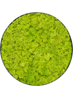 Nova Frame Anthracite-concrete Reindeer moss (Spring green)