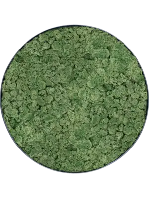 Nova Frame Anthracite-concrete 100% Reindeer Moss (Moss green)