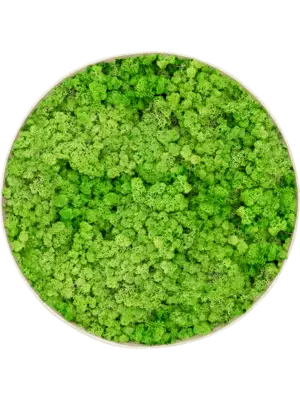 Nova Frame Antique White-concrete 100% Reindeer (Light Grass Green)