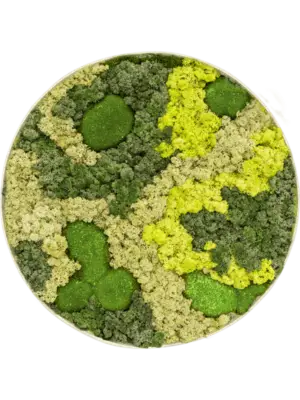 Nova Frame Antique White-concrete 30% Ball moss 70% Reindeer moss (Mix)
