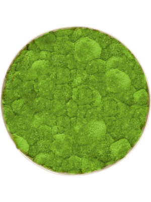 Nova Frame Antique White-concrete 100% Ball moss