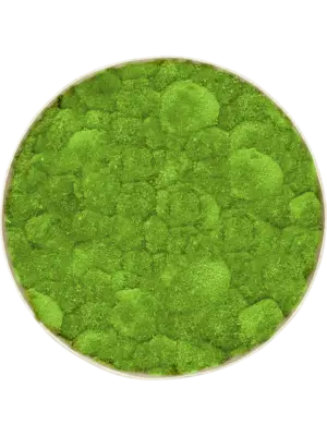 Nova Frame Antique White-concrete 100% Ball moss