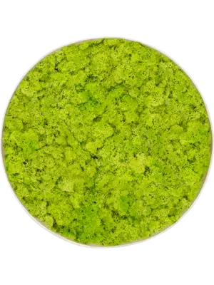 Nova Frame Antique White-concrete Reindeer moss (Spring green)