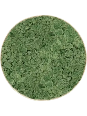 Nova Frame Antique White-concrete 100% Reindeer Moss (Moss green)