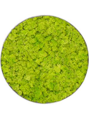 Nova Frame Natural-concrete Reindeer moss (Spring green)